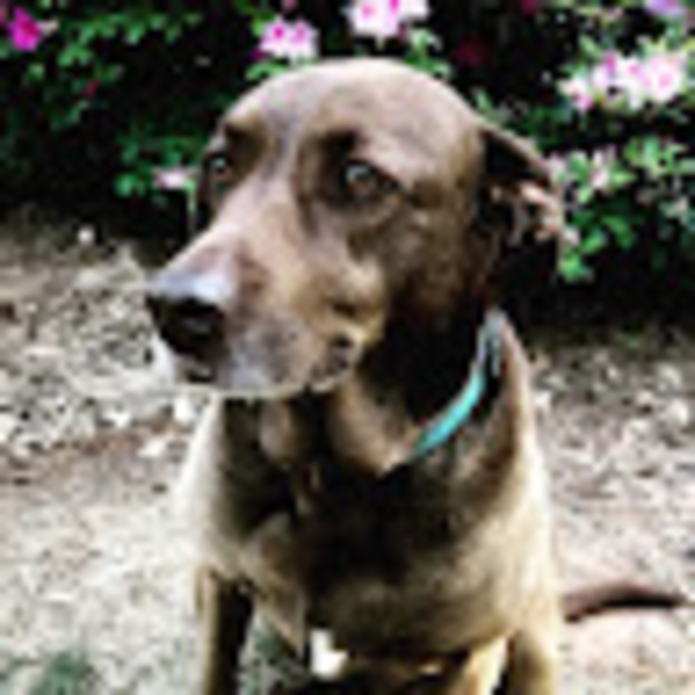 Meet your Posher, Millie